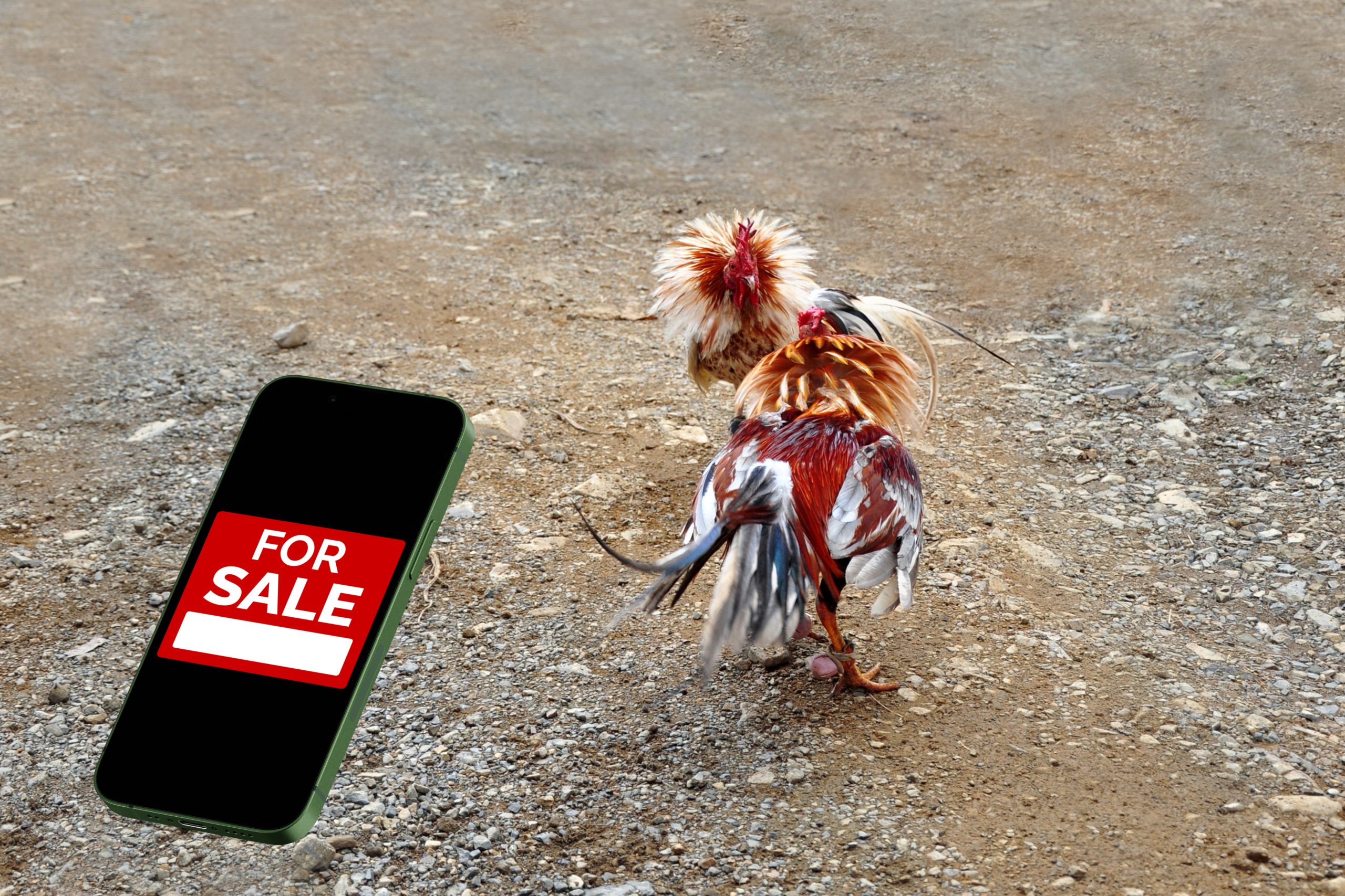 chọi gà được rao bán trên điện thoại di động để mua khái niệm gà trống