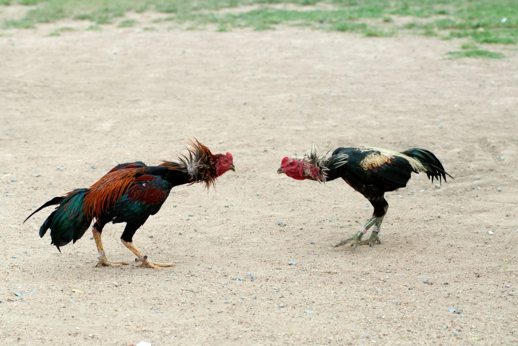 Cockfight ở Thái Lan, thể thao và truyền thống phổ biến.