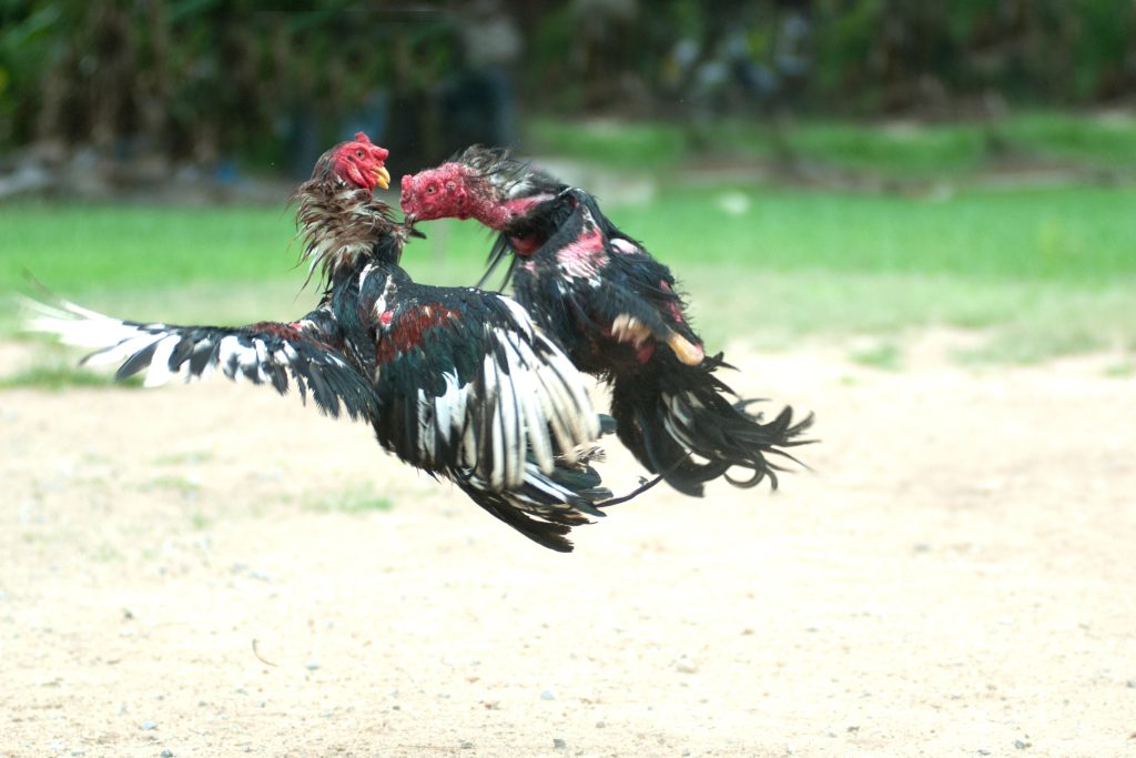 Cockfight ở Thái Lan, thể thao và truyền thống phổ biến.