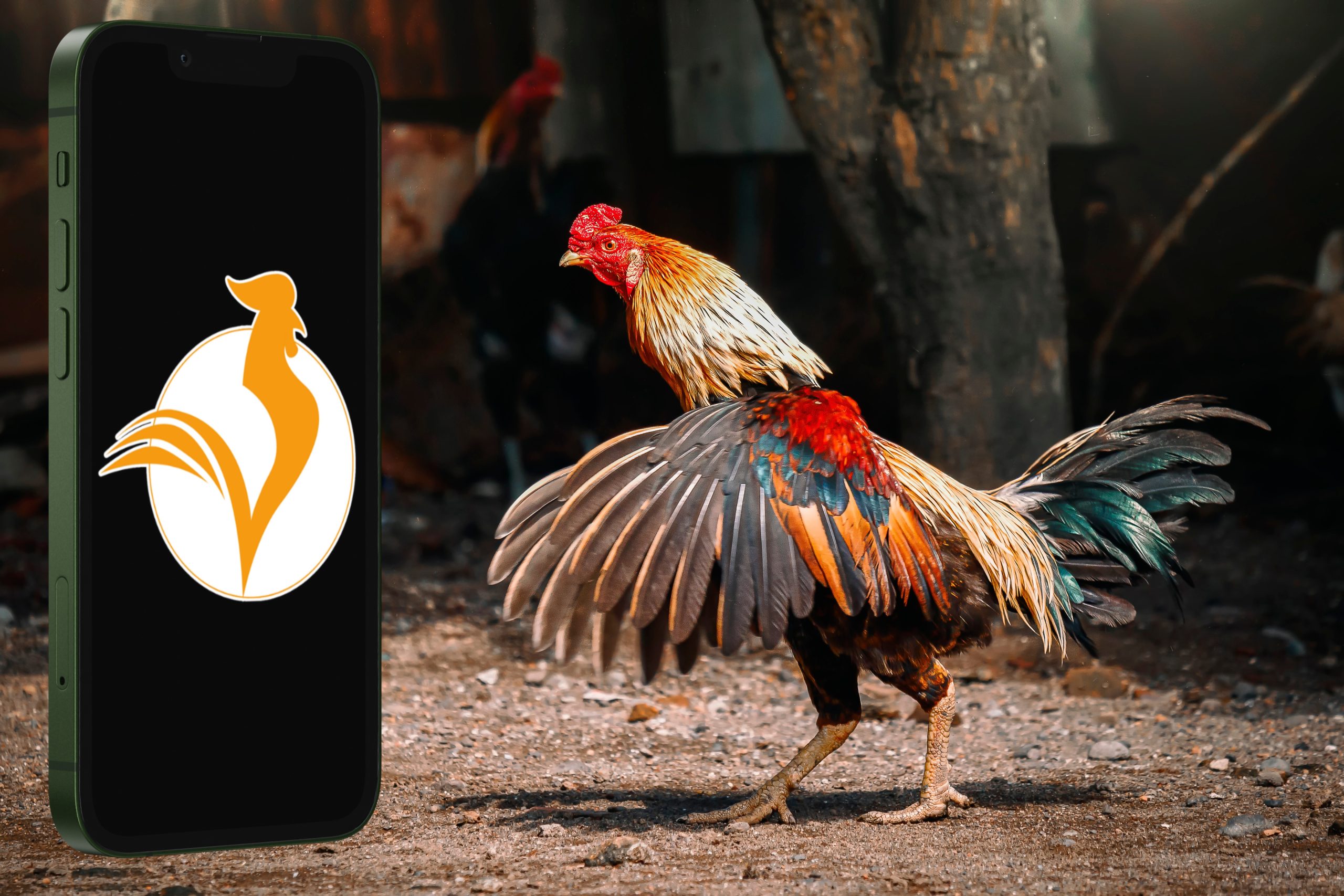 Xem Logo Dagatructiep IO trên màn hình điện thoại thông minh với hình con gà ở nền