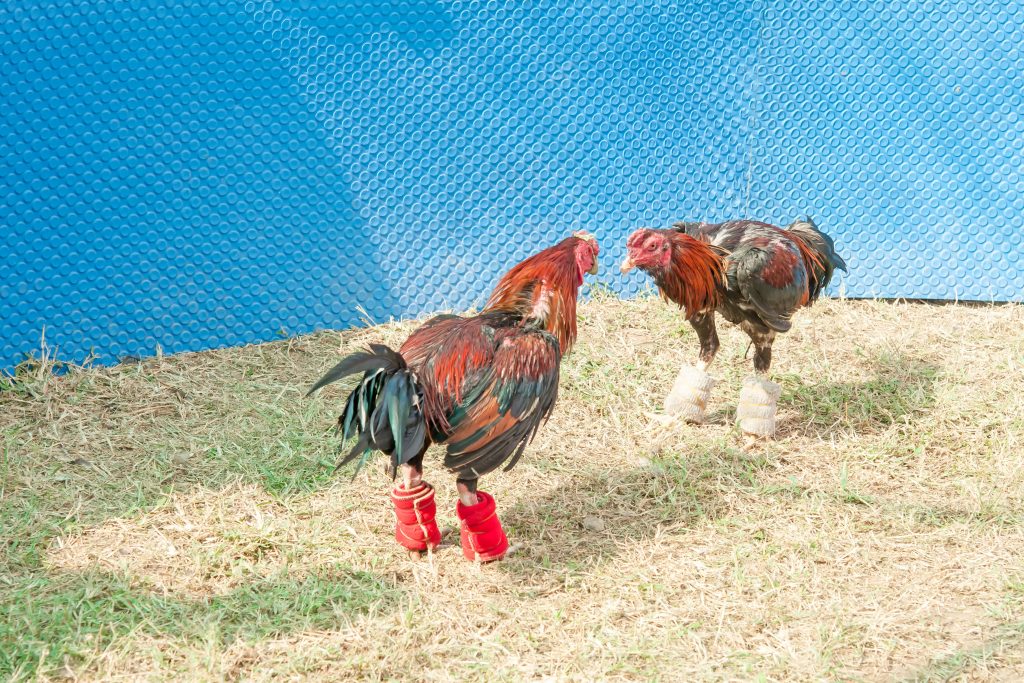 Chọi gà ở Thái Lan. Thể thao phổ biến và truyền thống