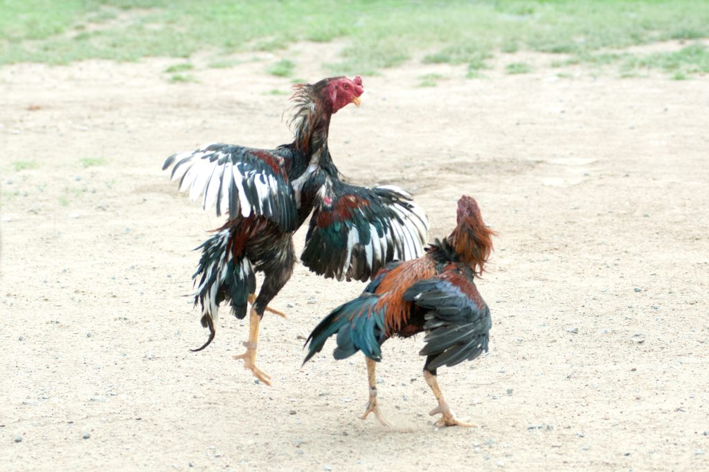 Chọi gà ở Thái Lan, Môn thể thao phổ biến và truyền thống